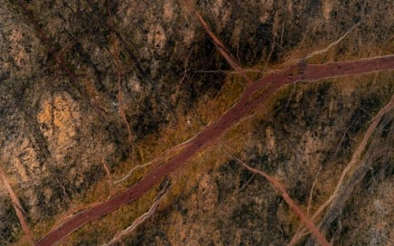 Green & Brown Forest